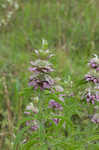 Lemon beebalm